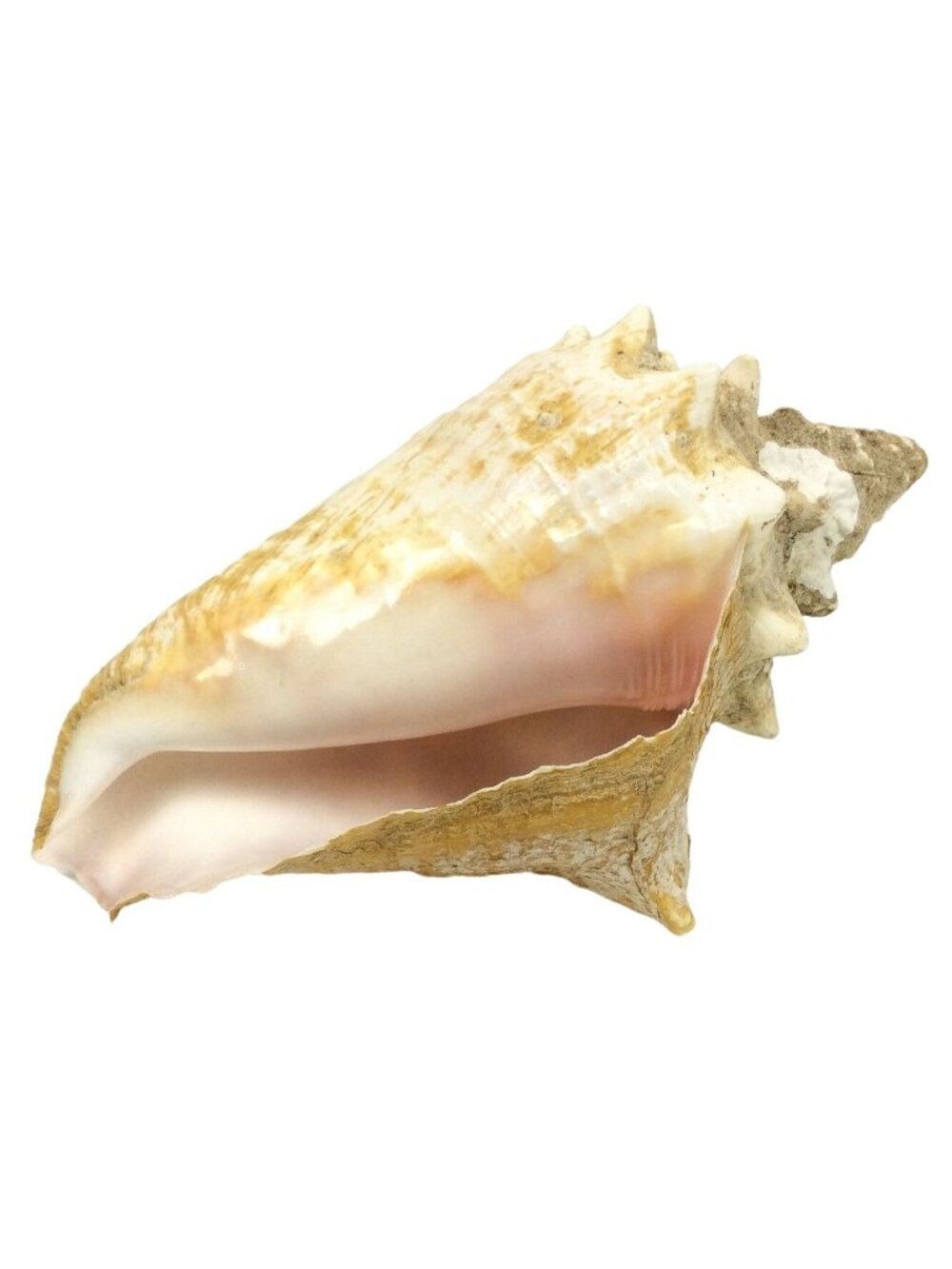 Queen Conch Sea Shell Florida Beach 9 inch Nautical Decor Pink Beige